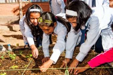 Kinderen die groente planten aan het planten zijn in een moestuin.