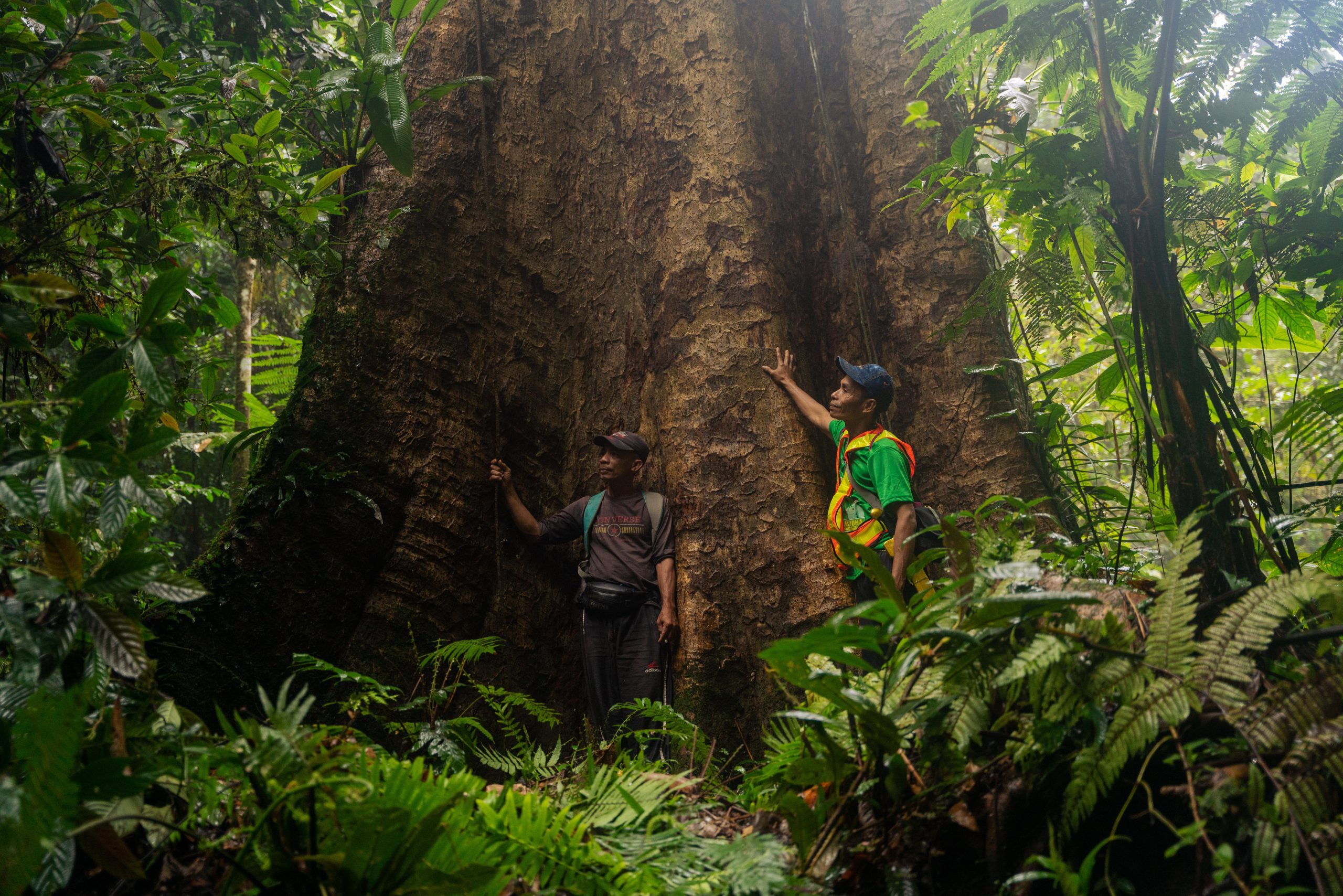 Een bij een hele grote boom.
